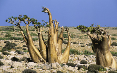 Socotra: a living museum